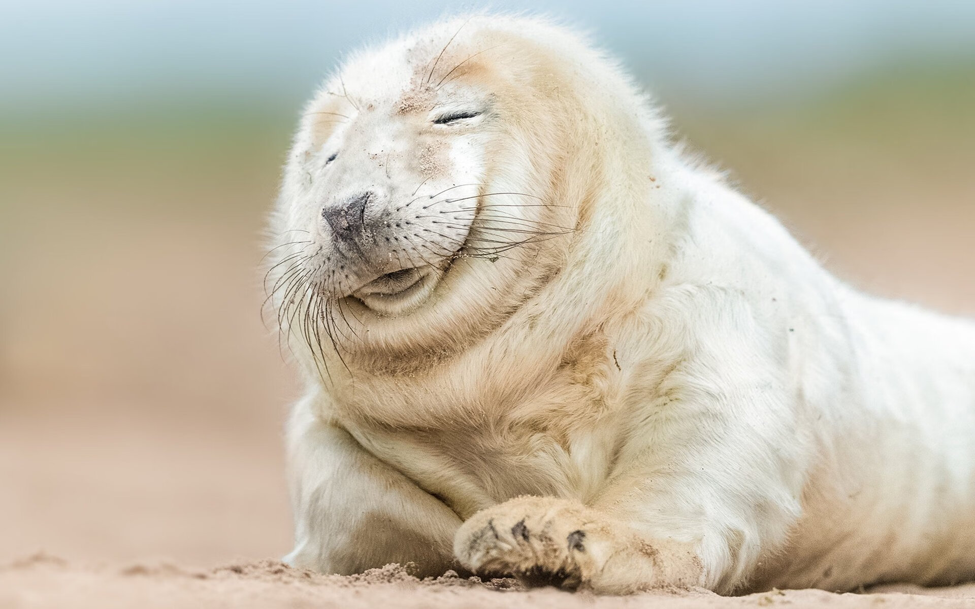 赛场上的大卫与歌利亚，哈斯如何打破格局，塞恩斯何以点燃赛季