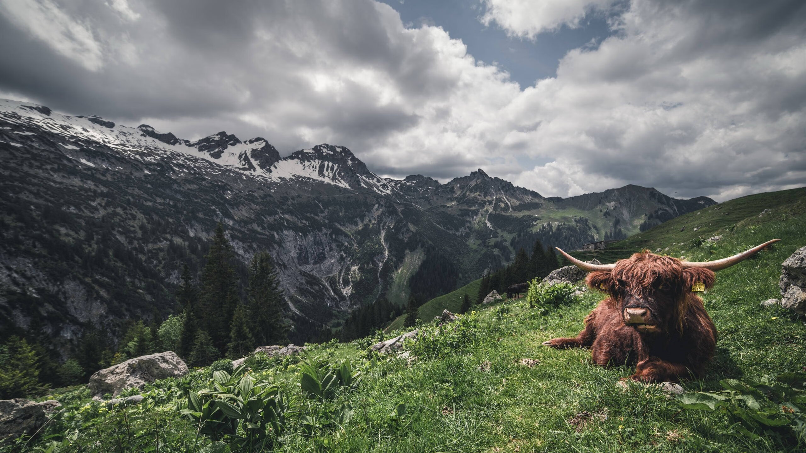 爱游戏tv-当郑思维成为德国队的心脏，那记改写命运的绝杀