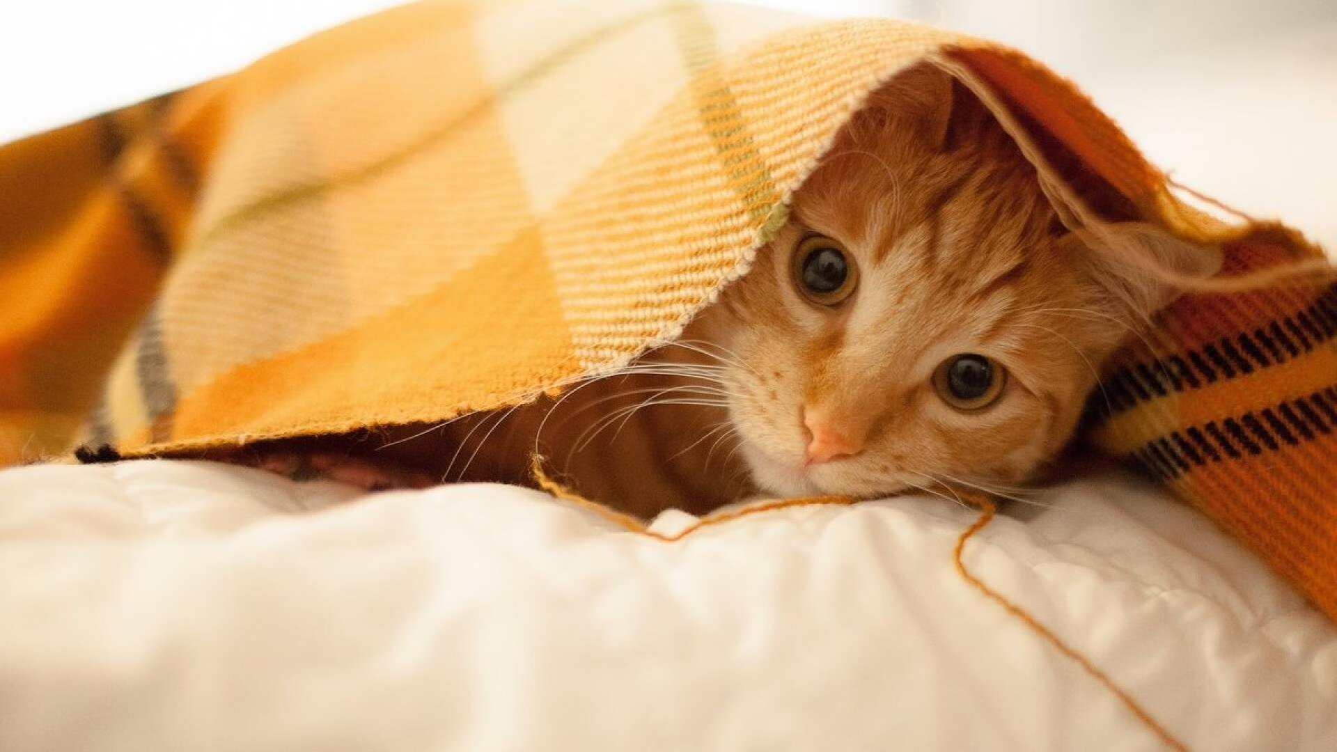 记分牌口述那一夜，我屏住呼吸，看着马克西将我的数字一粒粒擦亮