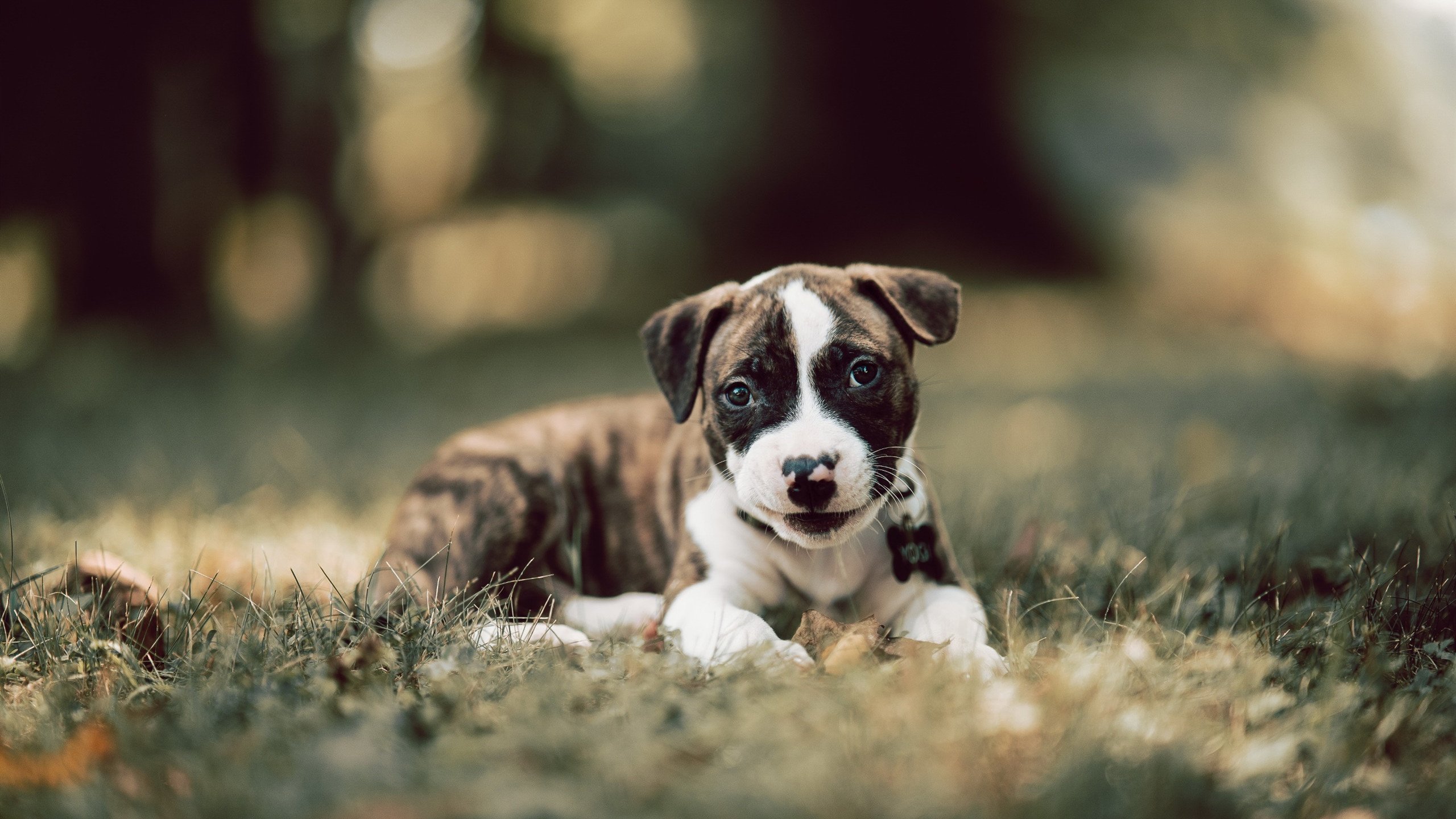 爱游戏tv-从里昂到曼城，那些年，我们见证的欧冠巅峰时刻