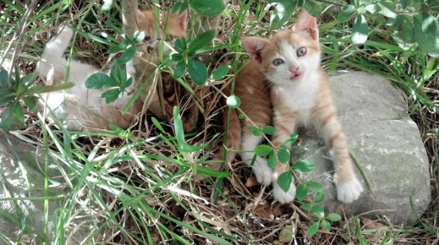 终局智慧,从NBA总决赛到荷兰的硬仗,胜利属于最坚韧的头脑