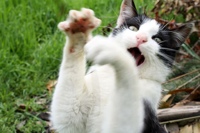 赖斯处子秀惊艳爆发，AC米兰进攻狂潮碾压秘鲁劲旅