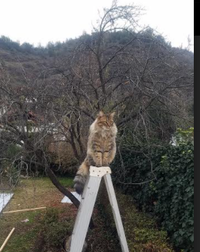 爱游戏在线-裁判的哨音在撒谎，当国家德比成为跨国数据实验的温床