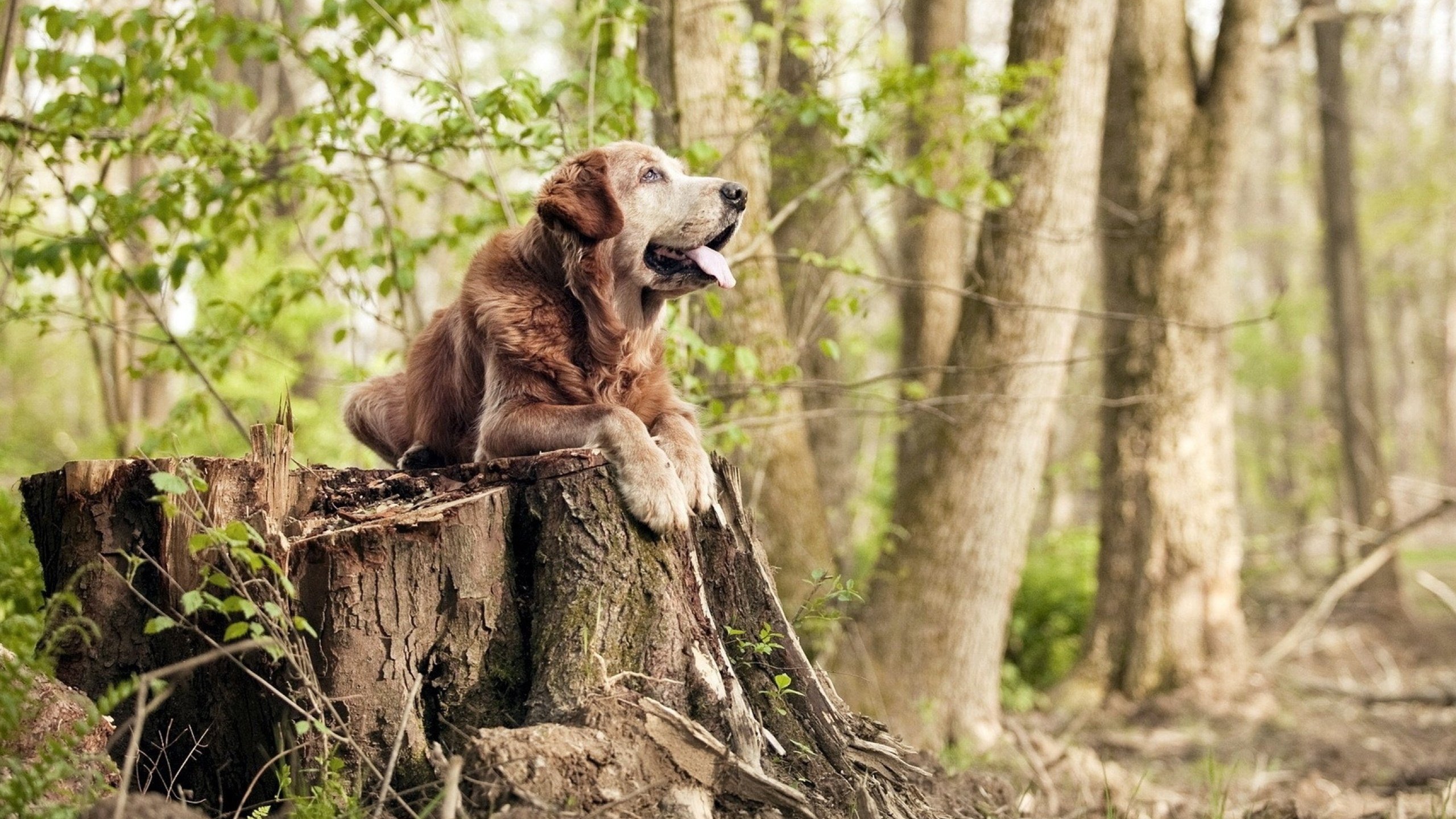 北欧风暴击沉德甲巨舰，奥地利核心阿拉巴导演瑞典逆袭神话
