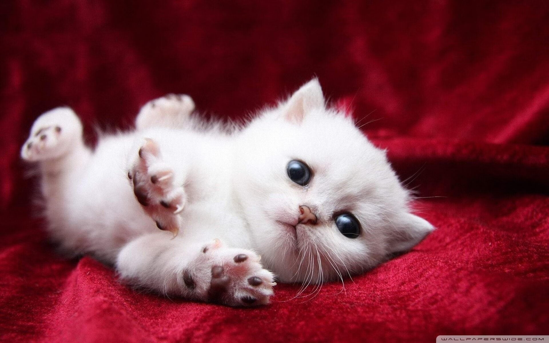 跨界风暴，拜仁末节逆转玻利维亚，劳塔罗F1揭幕战称王