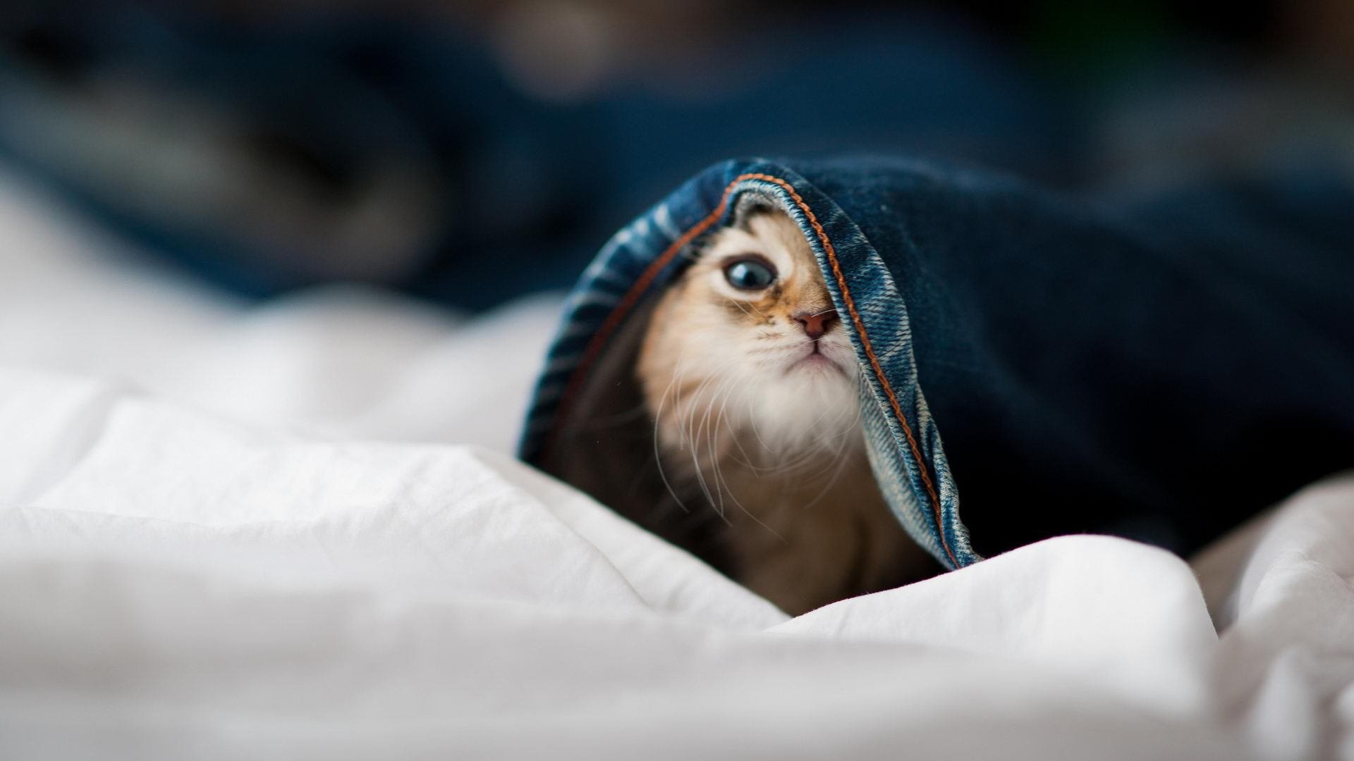 2026世界杯之夜,凯恩用实力证明自己