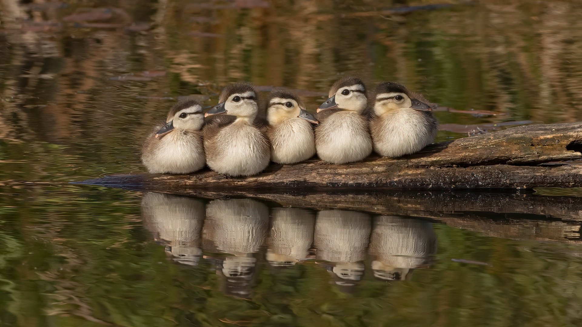 爱游戏在线-双面压力，弗拉霍维奇的熔炉与西班牙的试纸