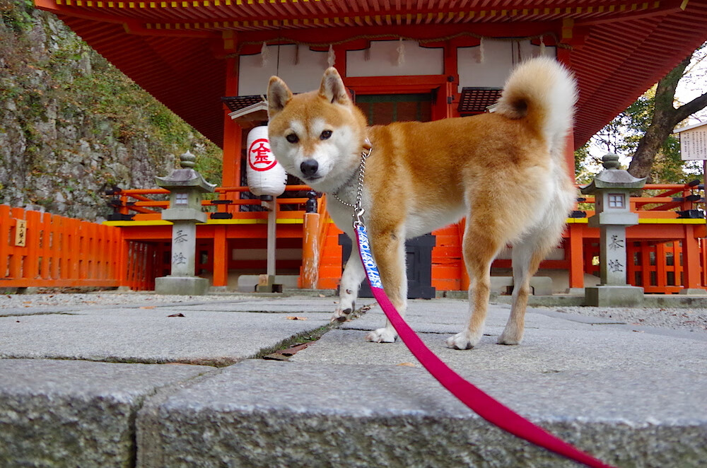 双面压力，弗拉霍维奇的熔炉与西班牙的试纸