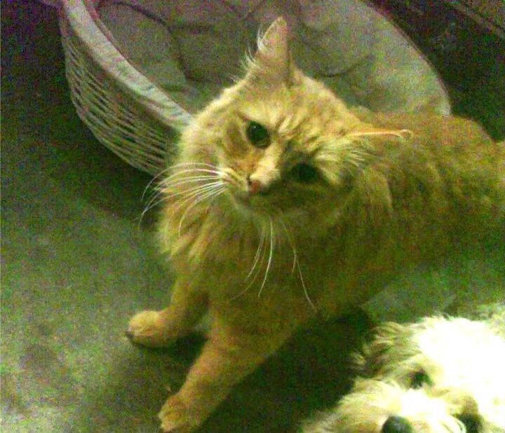 爱游戏官方入口-冰封五十七分钟的火山，保罗在最后三分钟点燃辽宁队