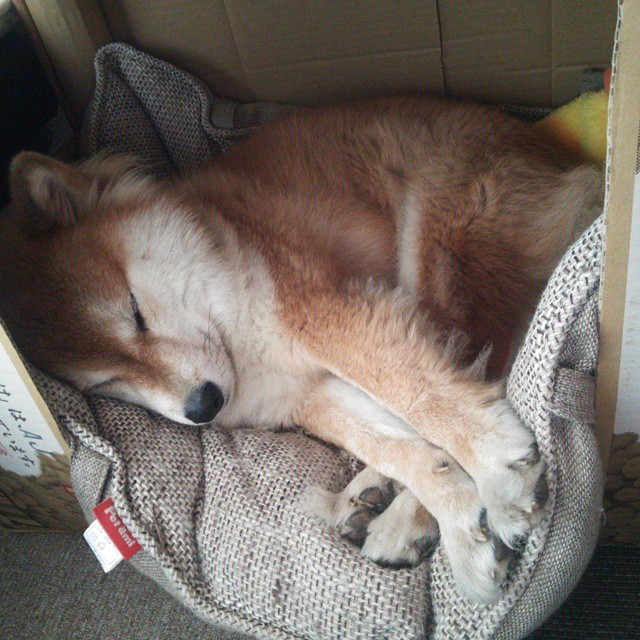 当安哥拉防线遭遇秘鲁飓风,一场2-0完胜背后的战术密码与那个卢卡库式的夜晚