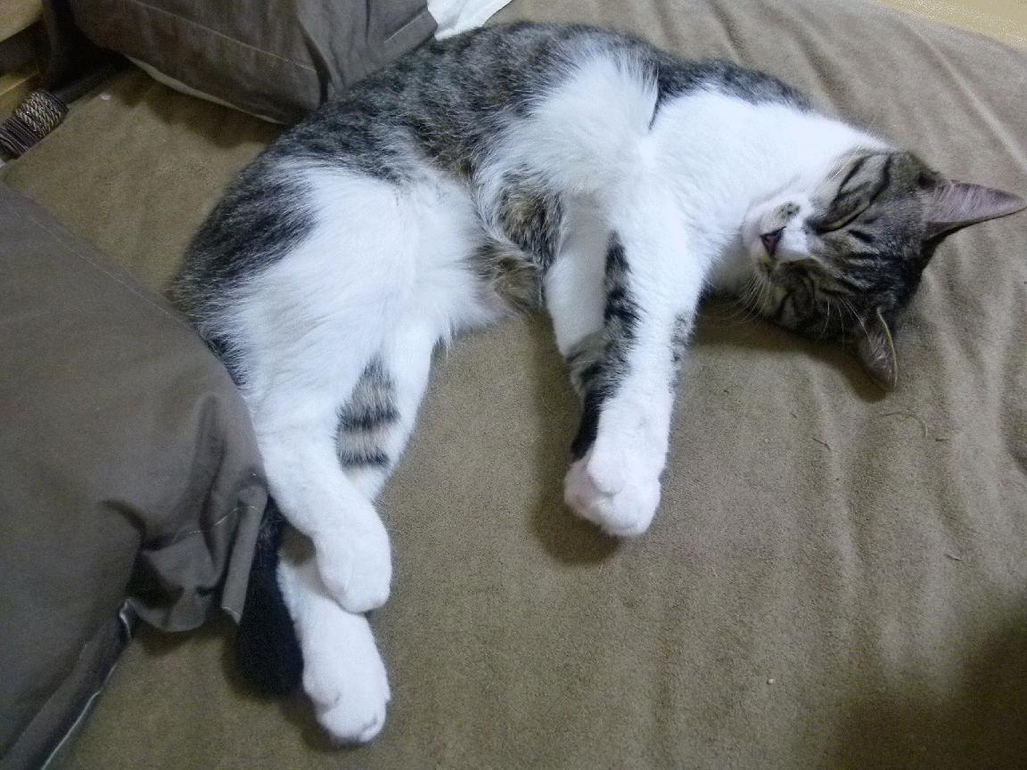 绿翼风暴席卷加勒比,拉什福德数据核爆引领爱尔兰一波流击沉牙买加