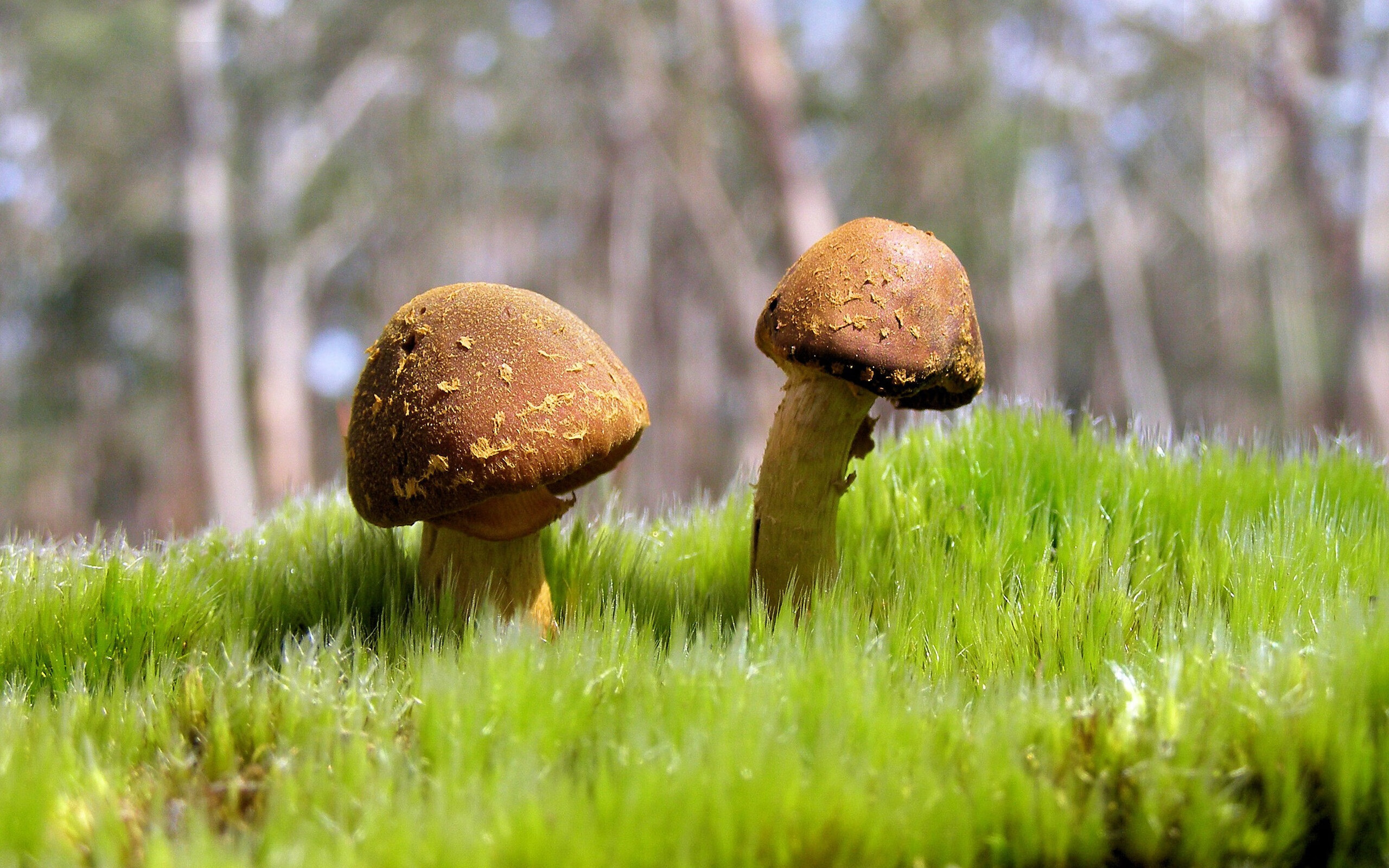 硬仗之王!贝恩末节死神降临,步行者窒息防守绝杀尼克斯