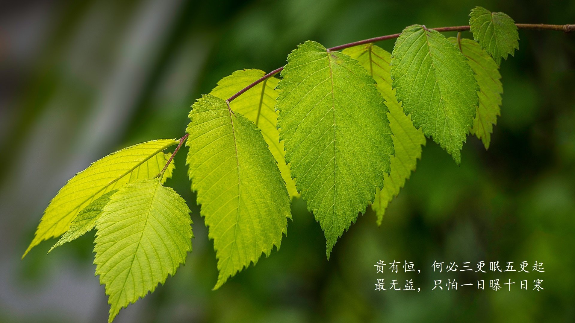 塔什干之夜，当丝绸之路上的蓝白风暴终结桑巴王朝